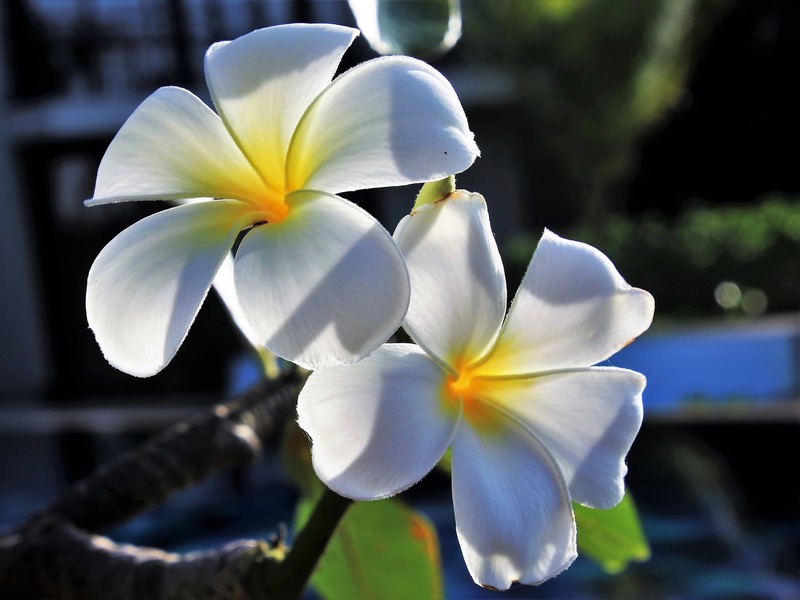 雞蛋花.jpg